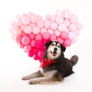 balloonzilla southern california balloon designers event producers scout chief happiness officer
